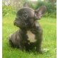Französische Bulldogge - Hündin