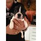 Französische Bulldogge - Hündin