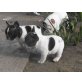 Französische Bulldogge - Hündin
