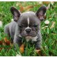 Französische Bulldogge - Hündin
