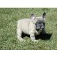 Französische Bulldogge - Hündin
