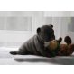 Französische Bulldogge - Hündin