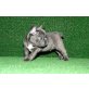 Französische Bulldogge - Hündin