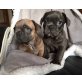 Französische Bulldogge - Hündin
