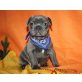 Französische Bulldogge - Hündin