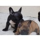 Französische Bulldogge - Hündin
