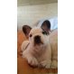 Französische Bulldogge - Hündin