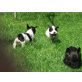 Französische Bulldogge - Hündin