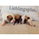 Französische Bulldogge - Hündin