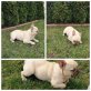Französische Bulldogge - Hündin
