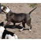 Französische Bulldogge - Hündin