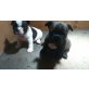 Französische Bulldogge - Hündin