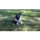 Französische Bulldogge - Hündin