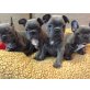 Französische Bulldogge - Hündin