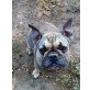 Französische Bulldogge - Hündin