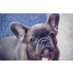 Französische Bulldogge - Hündin