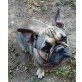 Französische Bulldogge - Hündin