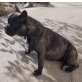 Französische Bulldogge - Hündin