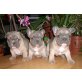 Französische Bulldogge - Hündin