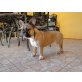 Französische Bulldogge - Hündin