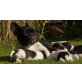 Französische Bulldogge- Jack Russell Welpen - Hündin