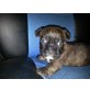 Französische Bulldogge-Malteser Welpen - Hündin