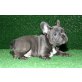 Französische Bulldogge - Rüde
