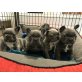 Französische Bulldogge - Rüde