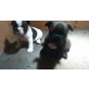 Französische Bulldogge - Rüde