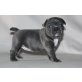 Französische Bulldogge - Rüde