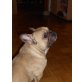 Französische Bulldogge - Rüde