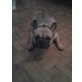 Französische Bulldogge - Rüde