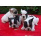 Französische Bulldogge - Rüde