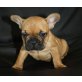 Französische Bulldogge - Rüde