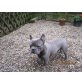 Französische Bulldogge - Rüde