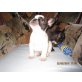 Französische Bulldogge - Rüde