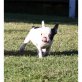 Französische Bulldogge - Rüde