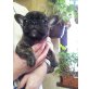 Französische Bulldogge - Rüde