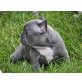 Französische Bulldogge - Rüde