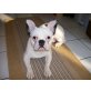 Französische Bulldogge - Rüde