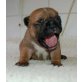Französische Bulldogge - Rüde