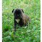 Französische Bulldogge - Rüde