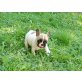 Französische Bulldogge - Rüde