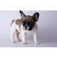 Französische Bulldogge - Rüde