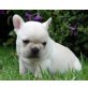 Französische Bulldogge - Rüde