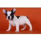 Französische Bulldogge - Rüde
