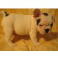 Französische Bulldogge - Rüde