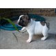 Französische Bulldogge - Rüde