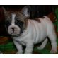 Französische Bulldogge - Rüde