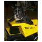 Französische Bulldogge - Rüde